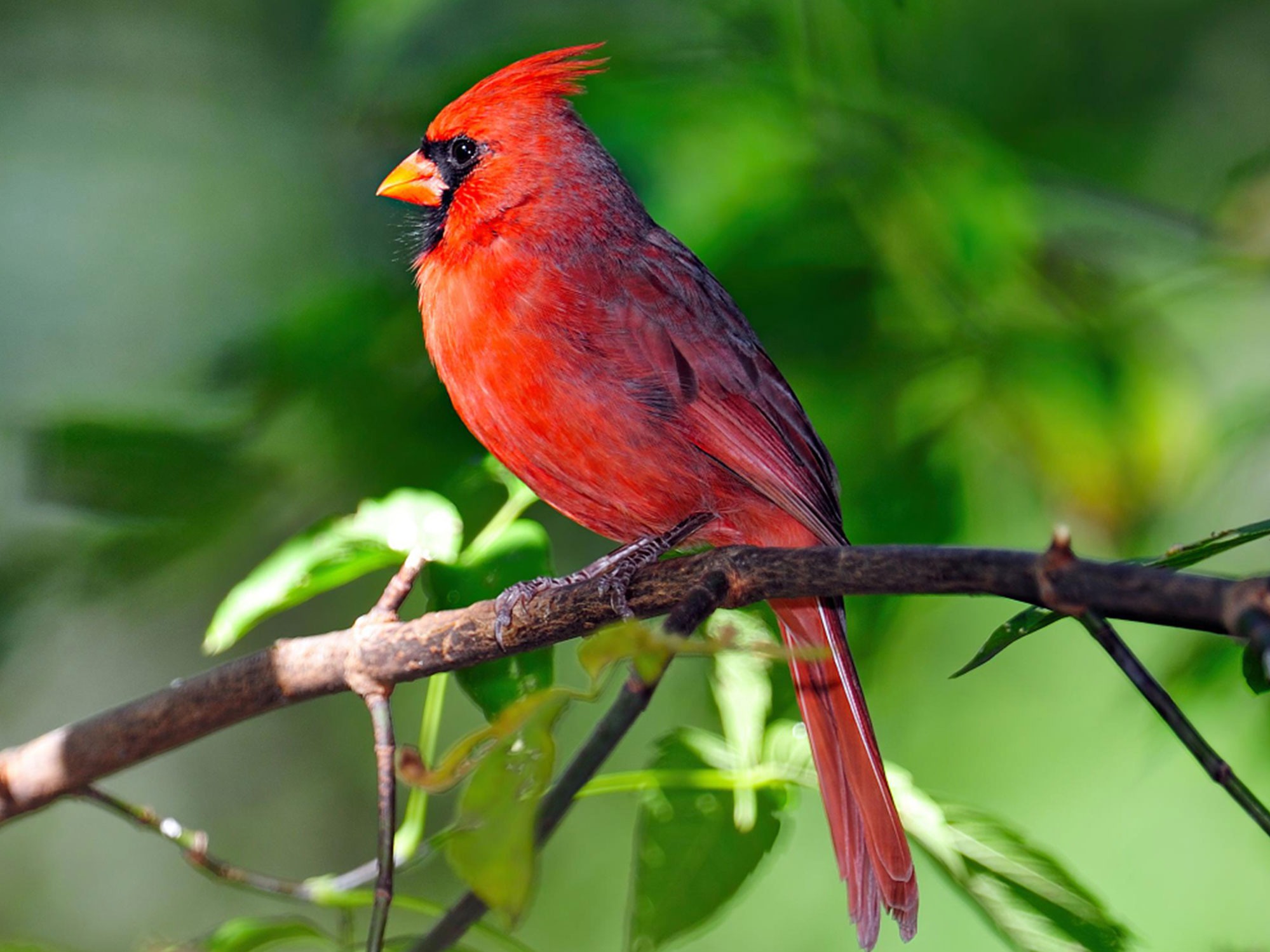 Lorem ipsum dolor sit amet, consectetur adipiscing elit. Nullam varius posuere laoreet. Phasellus facilisis, nisi vel tincidunt congue, quam mauris dapibus quam, sit amet dignissim nibh massa sed arcu. Donec ac dolor elit. Nullam venenatis mauris leo, eget egestas dui efficitur eget. Donec quis ligula posuere, consectetur tortor eget, dictum metus. Proin pretium interdum turpis, et mattis erat feugiat nec. Curabitur ullamcorper erat non finibus condimentum. Curabitur in consectetur est. Orci varius natoque penatibus et magnis dis parturient montes, nascetur ridiculus mus. Ut commodo magna quis urna tincidunt rutrum. Phasellus nulla ligula, imperdiet at accumsan non, volutpat quis urna.