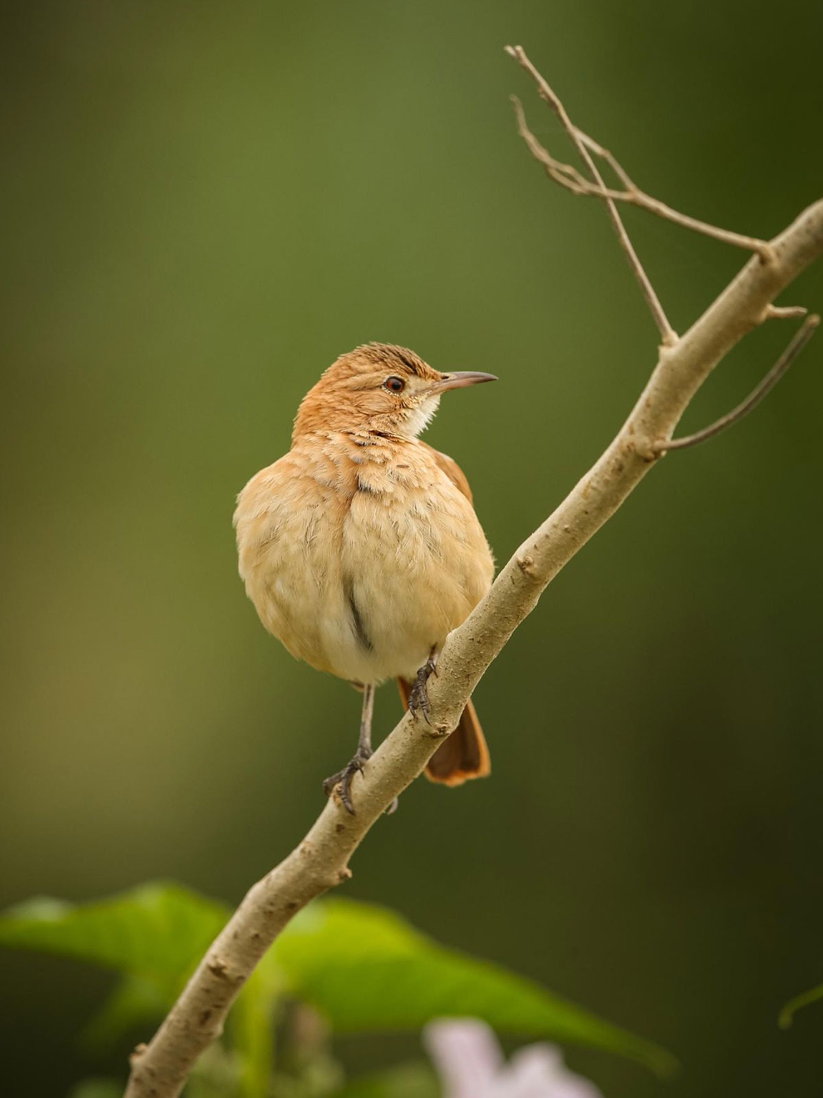 vel varius odio neque ac massa. Interdum et malesuada fames ac ante ipsum primis in faucibus. Aenean sodales elit ac felis posuere
