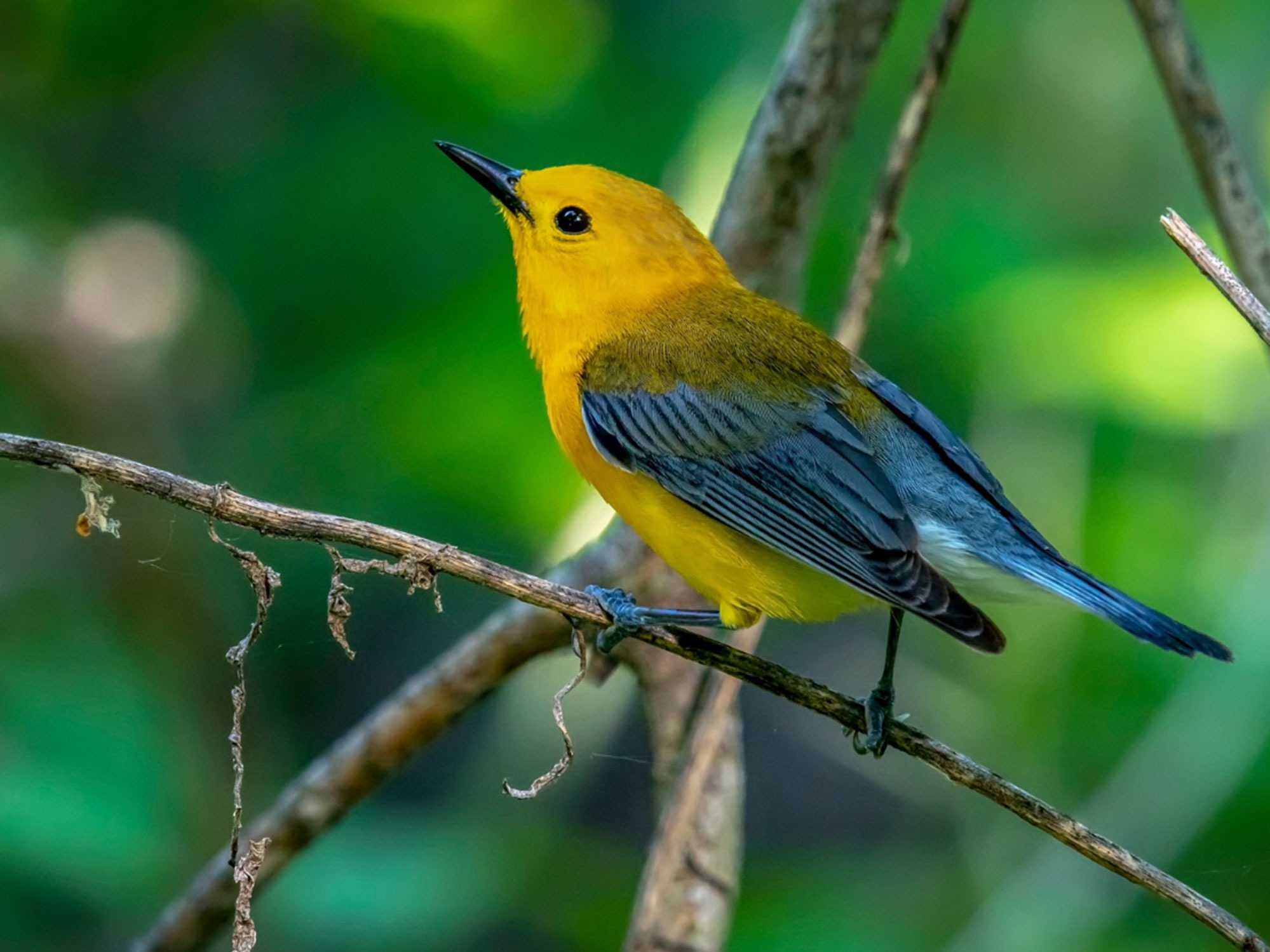 a lacinia risus facilisis.